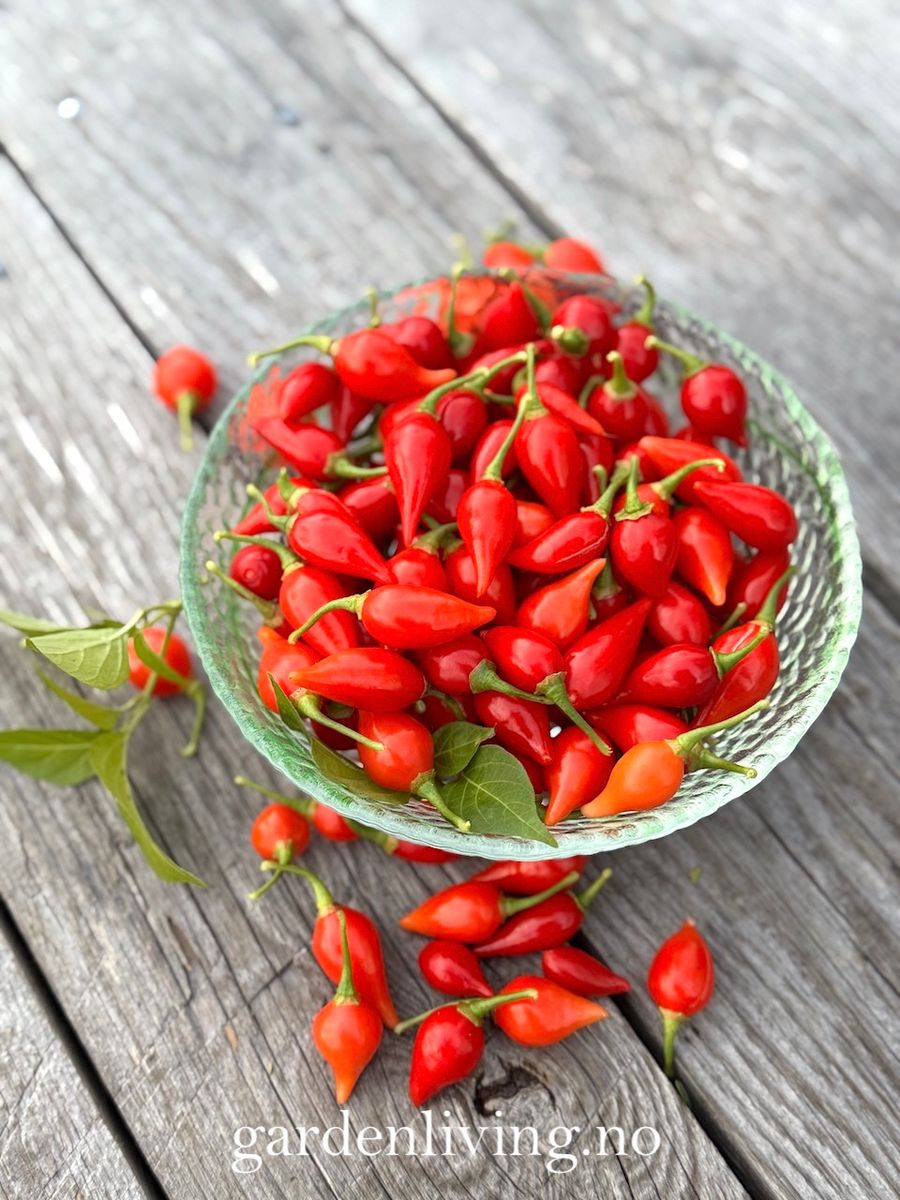 Chilipepper 'Biquinho Red' - Capsicum annuum