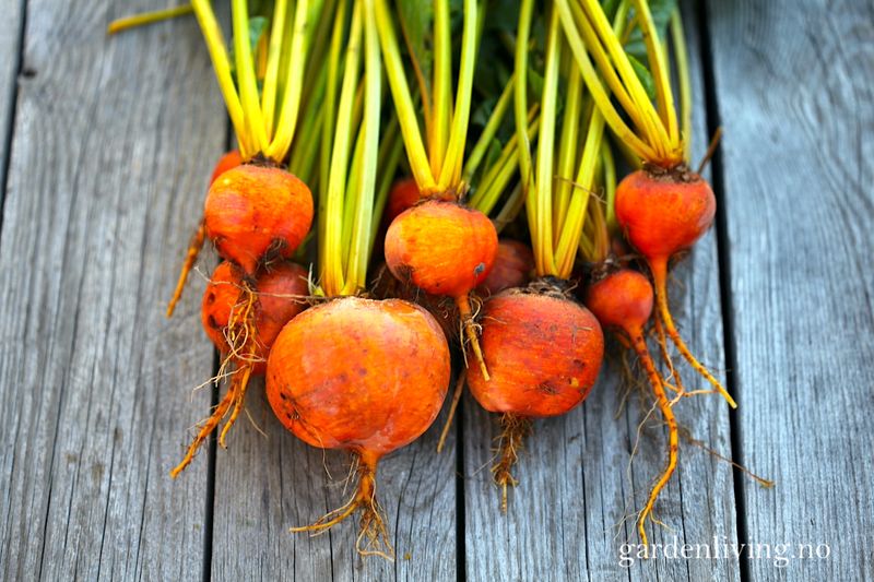 Rødbete 'Burpees Golden' - Beta vulgaris