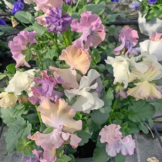 Hovedbilde Stemorsblomst 'Sweet Pea Mixed' - Viola