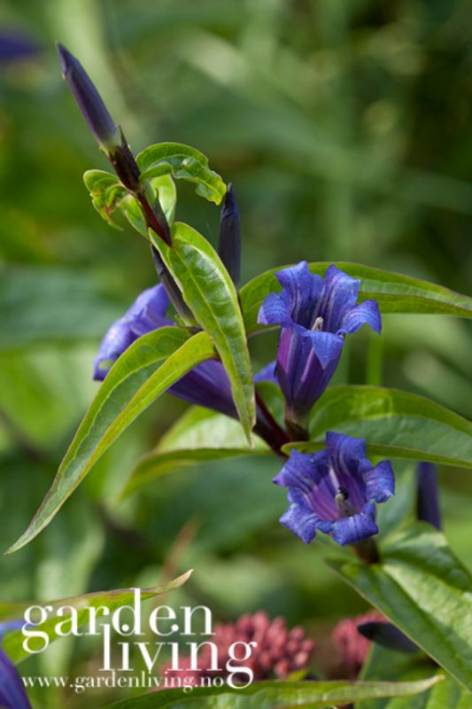 Skogsøte - Gentiana asclepiadea