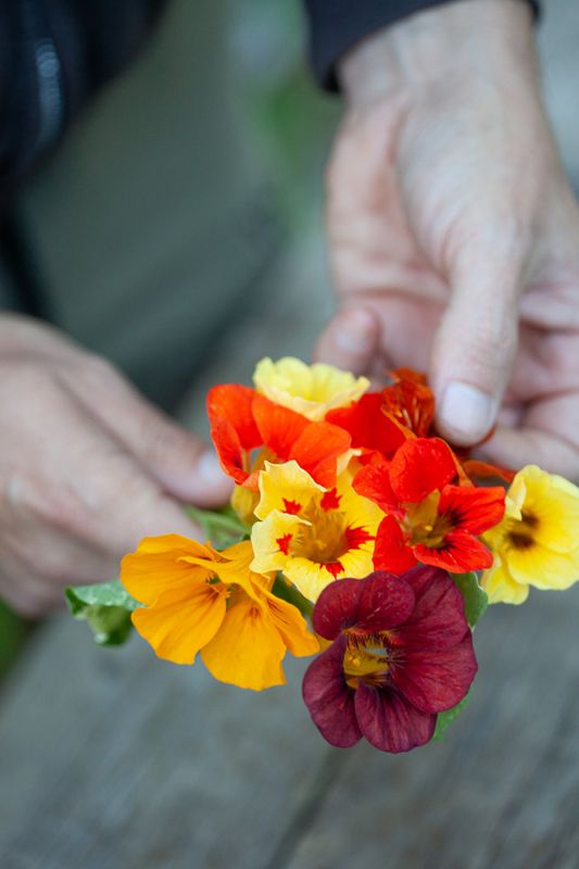 Blomkarse 'Out of Africa' - Tropaeolum majus