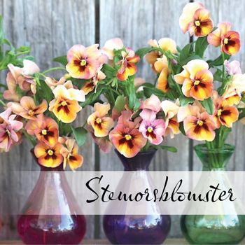 Hovedbilde Stemorsblomster og fioler