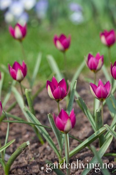 Hovedbilde Yndetulipan ’Persian Pearl’ - Tulipa humilis - ...