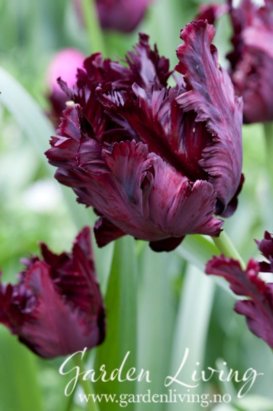 Tulipan 'Black Parrot', papegøyeblomstrende - 6 stk