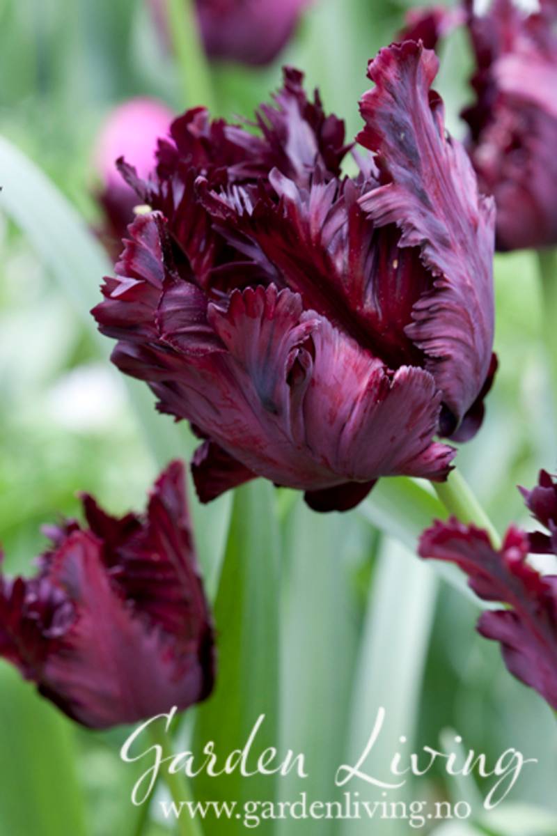 Tulipan 'Black Parrot', papegøyeblomstrende - 6 stk