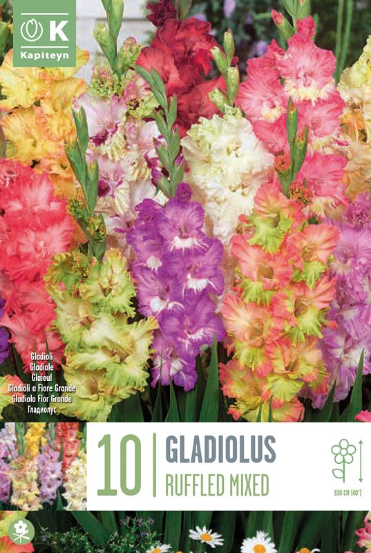 Gladiol, Ruffled Mix. fargeblanding - Gladiolus, 10 stk.