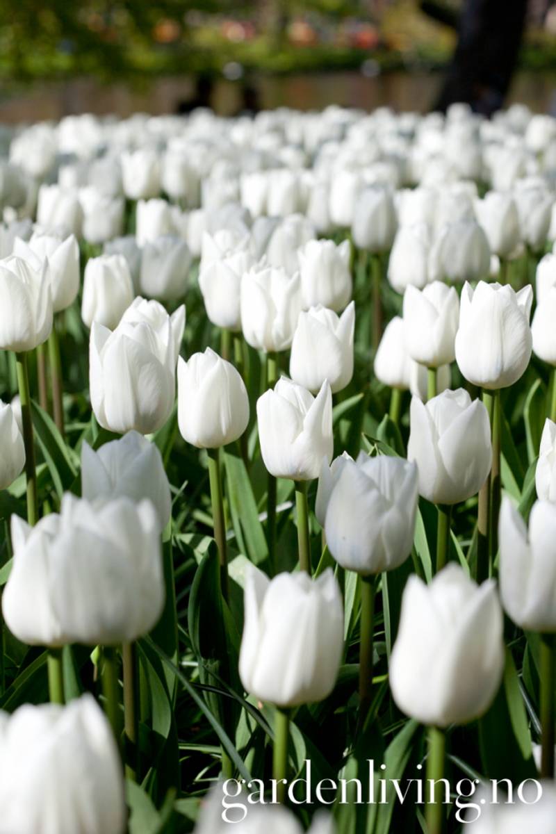 Tulipan 'Royal Virgin’, triumphtulipan - 10 stk