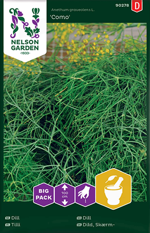 Dill 'Como' - Anethum graveolens, Big Pack 