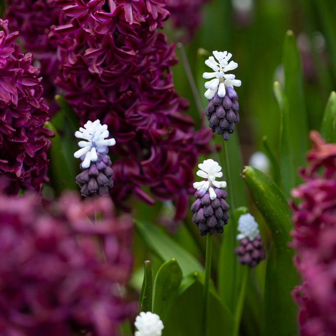 Hovedbilde Indigoperleblomst 'Grape Ice' - Muscari latifolium - 7 stk
