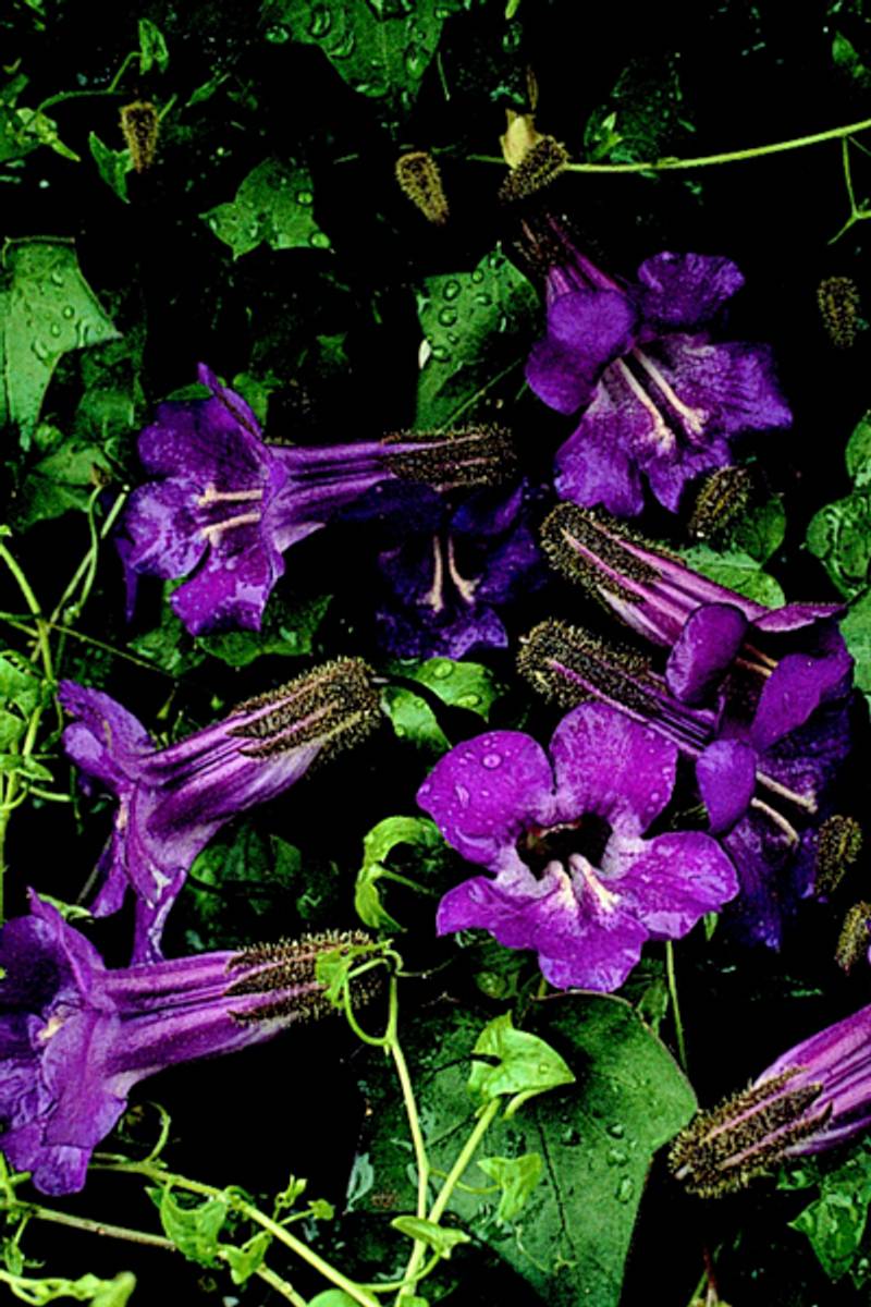 Klatreløvemunn 'Joan Loraine' - Maurandya/ Asarina scandens 