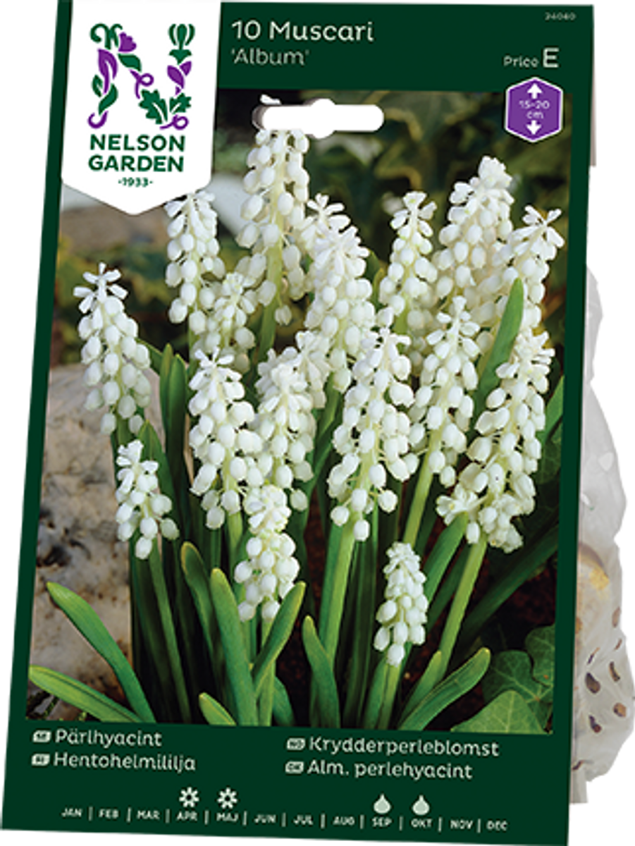 Krydderperleblomst - Muscari botryoides ’Album’ - 10