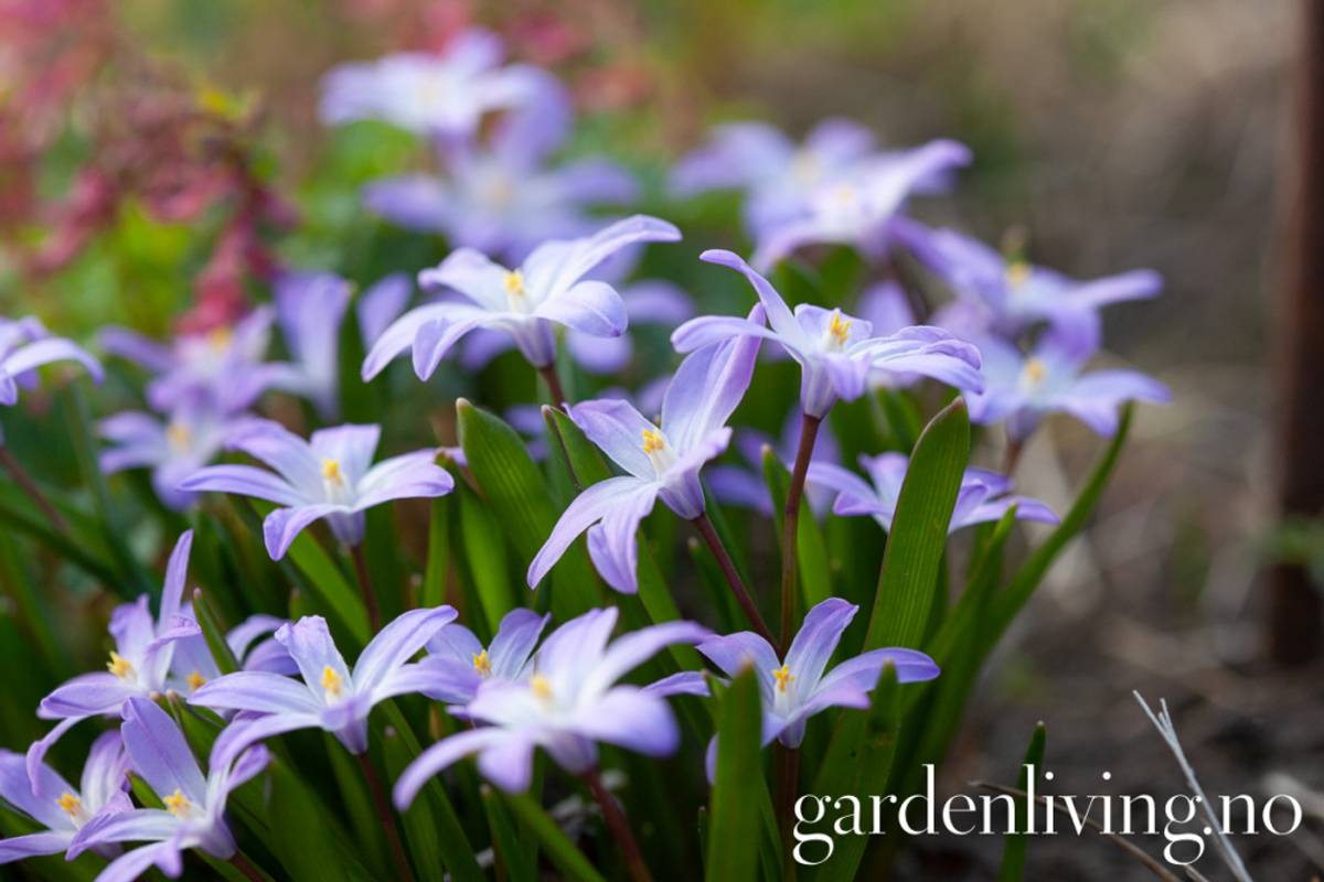 Minnesnøstjerne 'Violet Beauty' - Chion. - 10 stk 