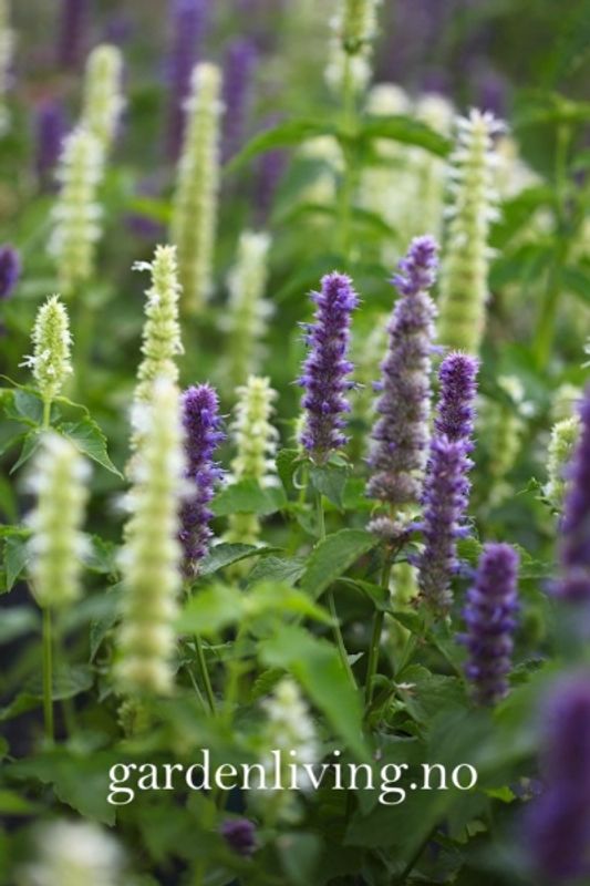 Anisisop 'Blue and White Mixed' - Agastache foeniculum
