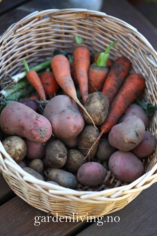 Settepotet, halvtidlig 'Anouk' 1 kg