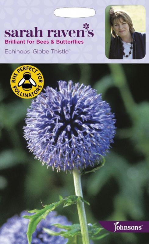 Kuletistel - Echinops ritro