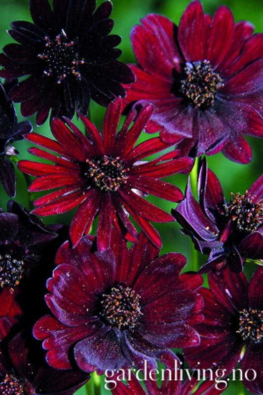 Sjokoladekosmos 'Black Magic' - Cosmos atrosanguineus
