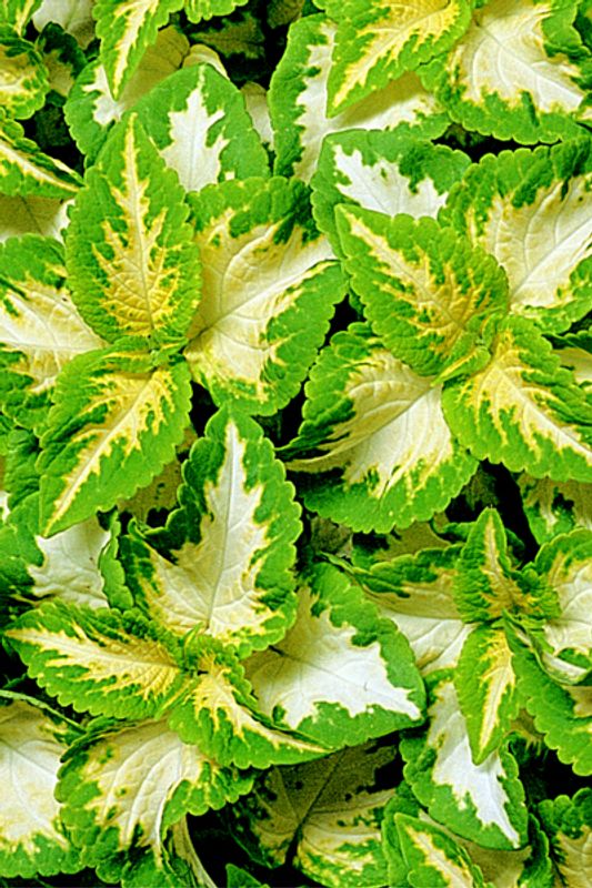 Praktspragle 'Wizard® Jade - Solenostemon blumei