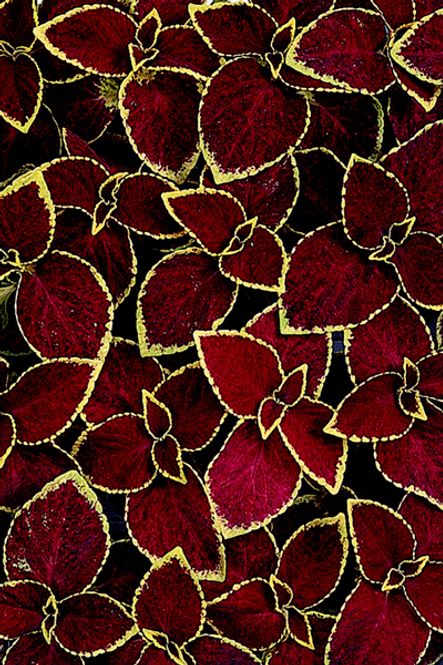 Hovedbilde Praktspragle 'Wizard® Scarlet’ - Solenostemon blumei 