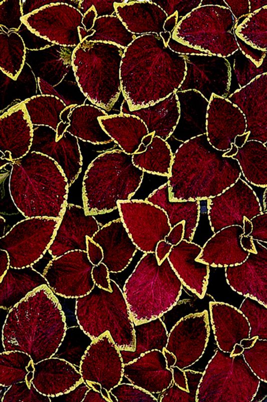 Praktspragle 'Wizard® Scarlet’ - Solenostemon blumei 