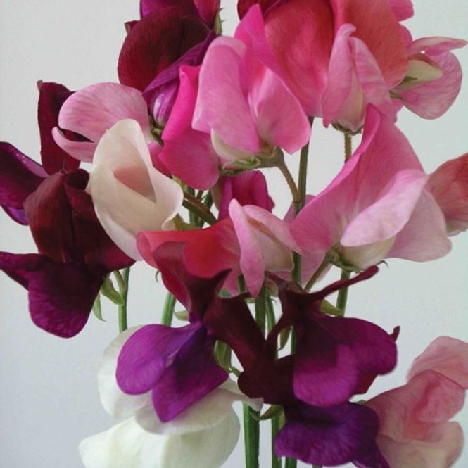 Hovedbilde Blomsterert 'Parfumiere Mix’ - Lathyrus odoratus