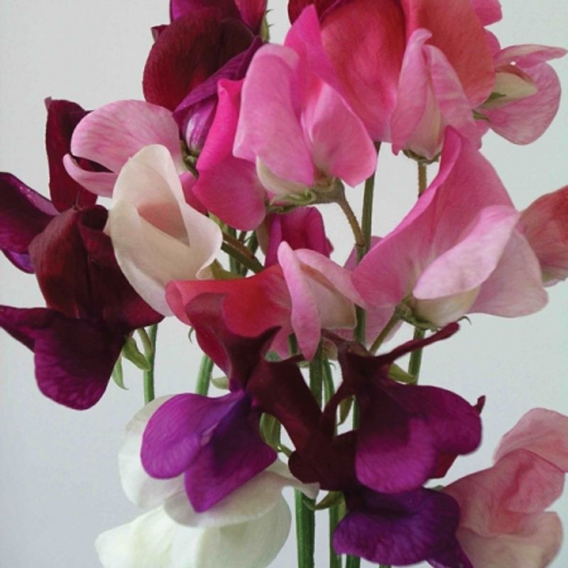 Blomsterert 'Parfumiere Mix’ - Lathyrus odoratus