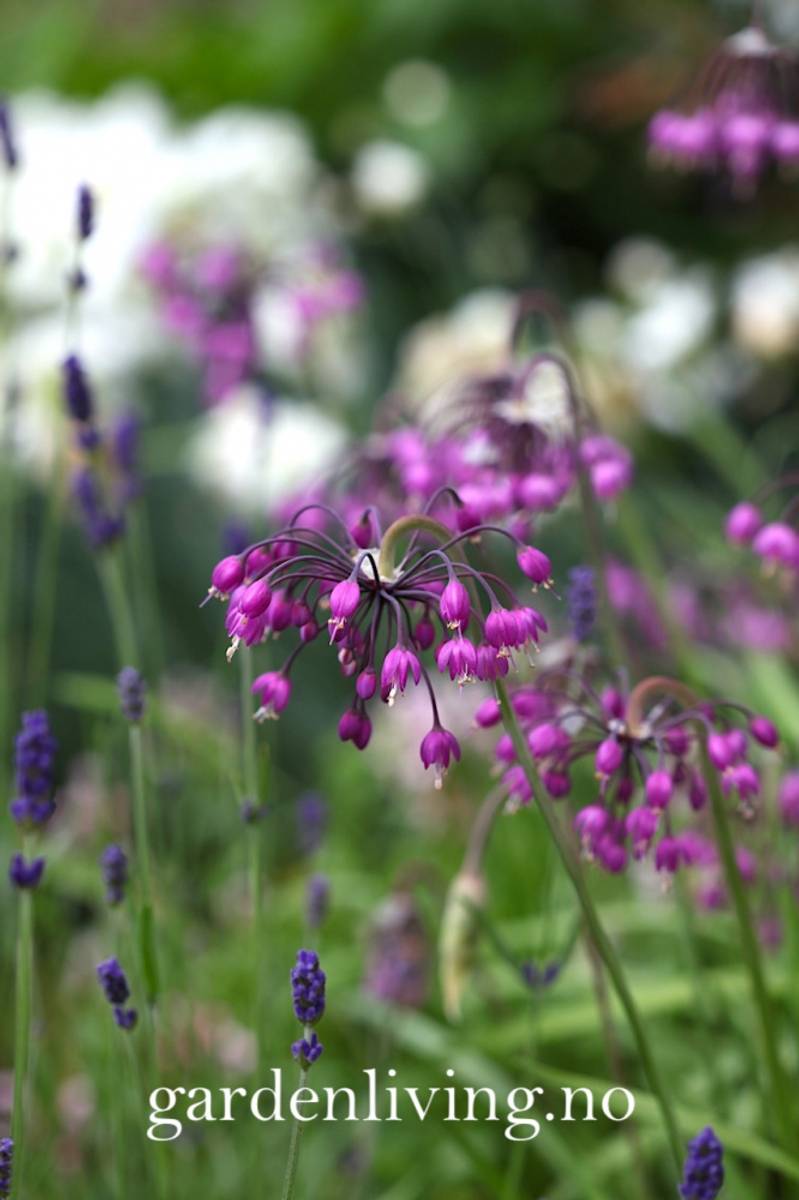 Prærieløk - Allium cernuum - 4 stk 