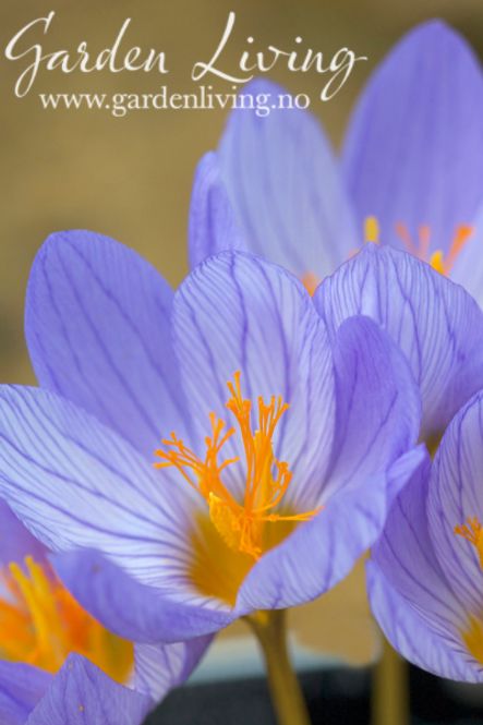 Hovedbilde Høstkrokus - Crocus pulchellus - 10 stk