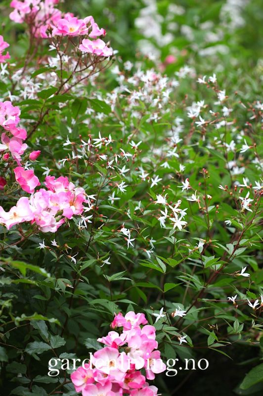 Trebladgillenia - Gillenia trifoliata