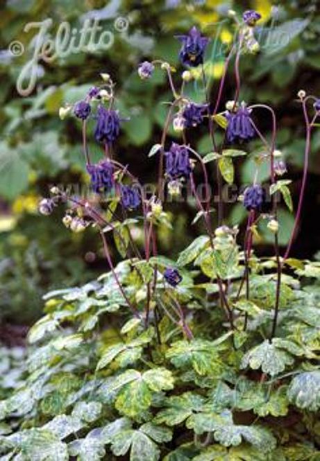 Hovedbilde Akeleie 'Leprechaun Gold', - Aquilegia vulgaris