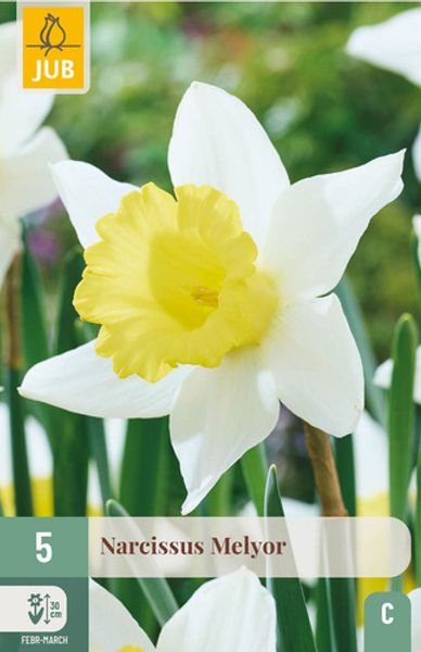 Hovedbilde Påskelilje 'Melyor' - Narcissus - 5 stk