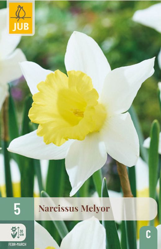 Påskelilje 'Melyor' - Narcissus - 5 stk