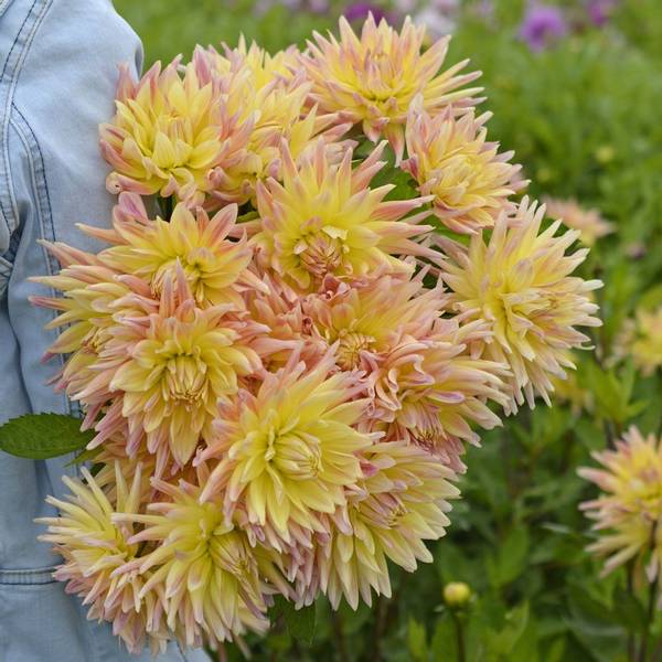 Hovedbilde Georgine 'Cabana Banana’ - Dahlia x cultorum, 1 stk.