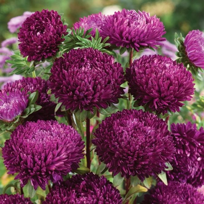 Hovedbilde Sommeraster 'Balloon Purple' - Callistephus chinensis