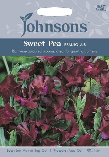 Hovedbilde Blomsterert 'Beaujolais' - Lathyrus odoratus 