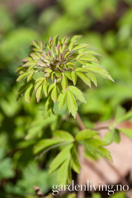 Hovedbilde Hvitveis 'Virescens' - Anemone nemorosa -  1 stk