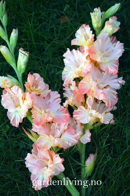 Gladiol 'Great Queen Elizabeth' - Gladiolus, 10 stk.