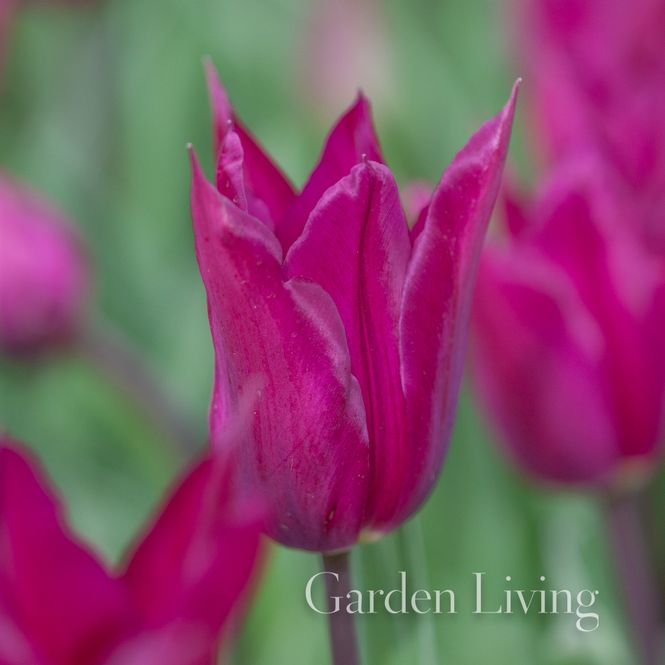 Hovedbilde Tulipan 'Purple Heart', Sen dobbel - 10 stk