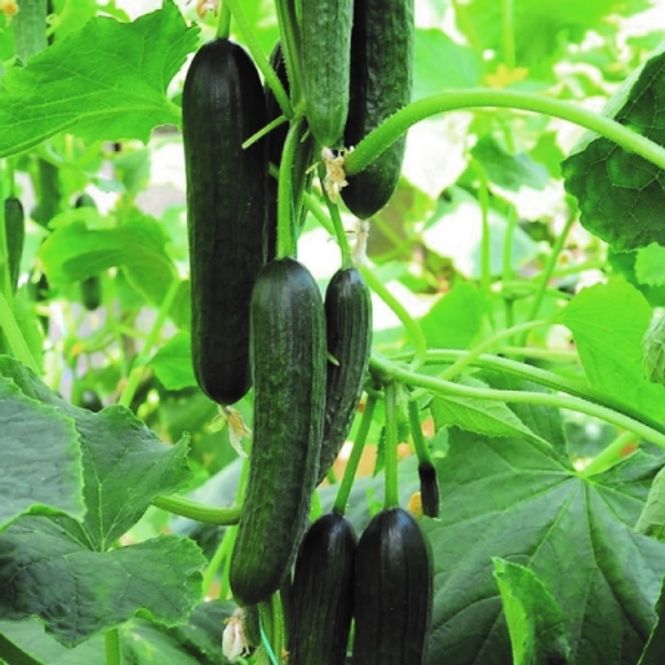 Hovedbilde Slangeagurk 'Merlin' - Cucumis sativus