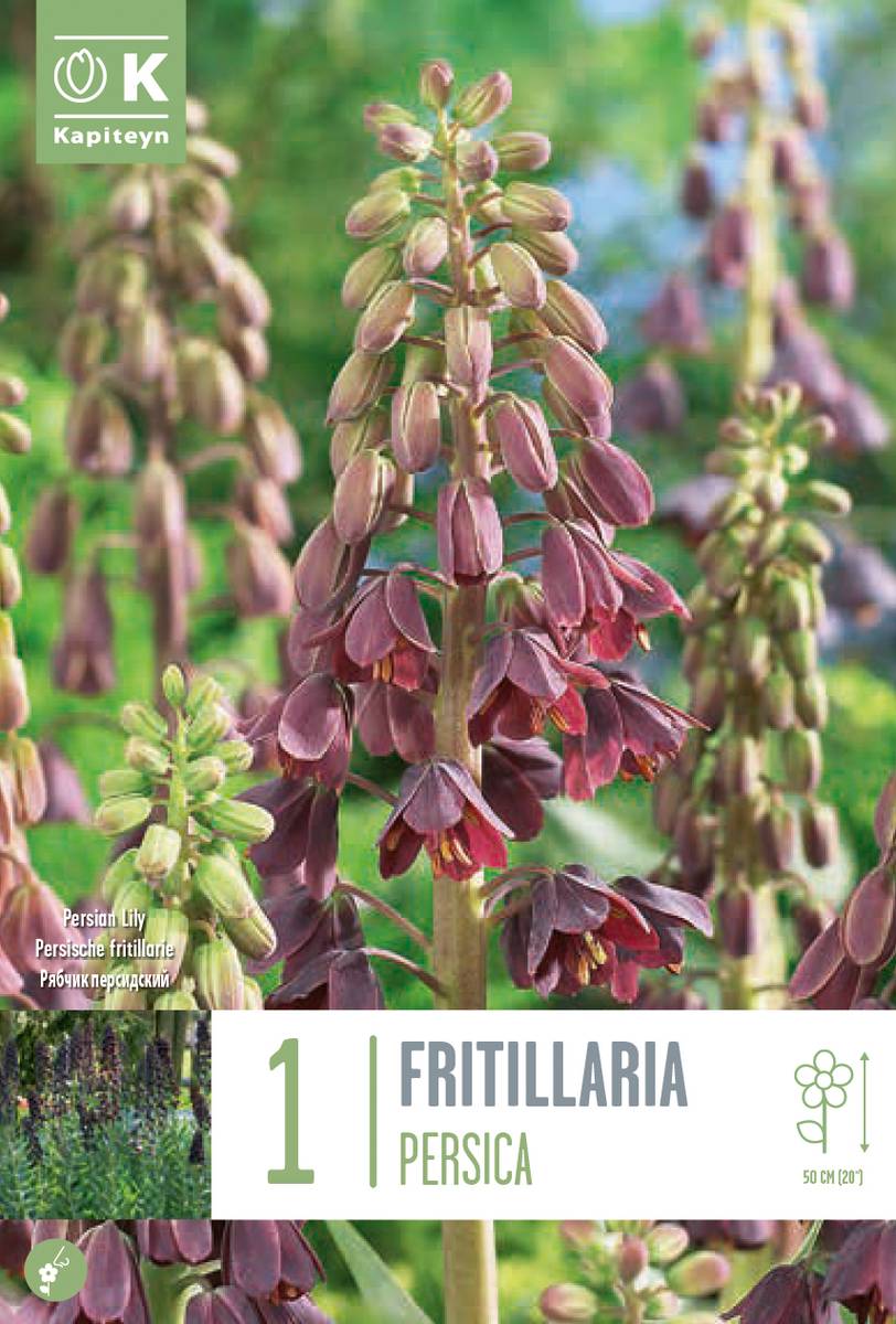 Persiakrone - Fritillaria persica - 1 stk