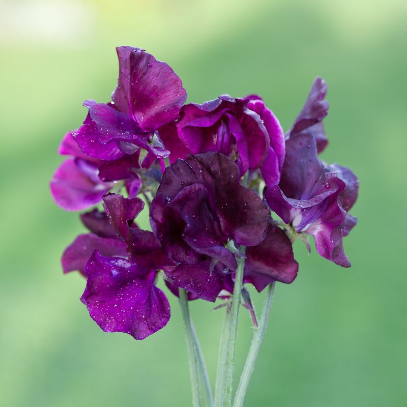 Blomsterert 'Beaujolais' - Lathyrus odoratus 