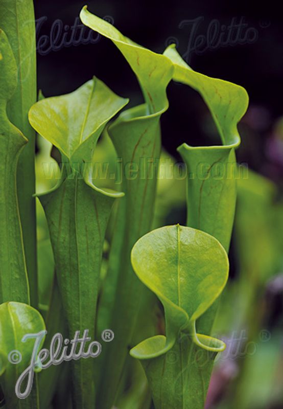 Fluetrompet  - Sarracenia flava
