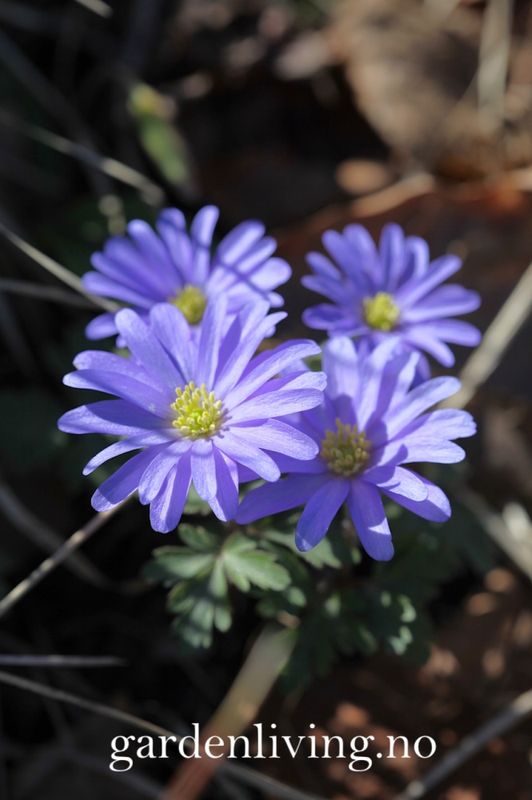 Balkansymre  'Blue Shades' - Anemone blanda - 20 stk
