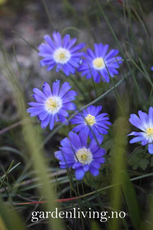 Balkansymre  'Blue Shades' - Anemone blanda - 20 stk