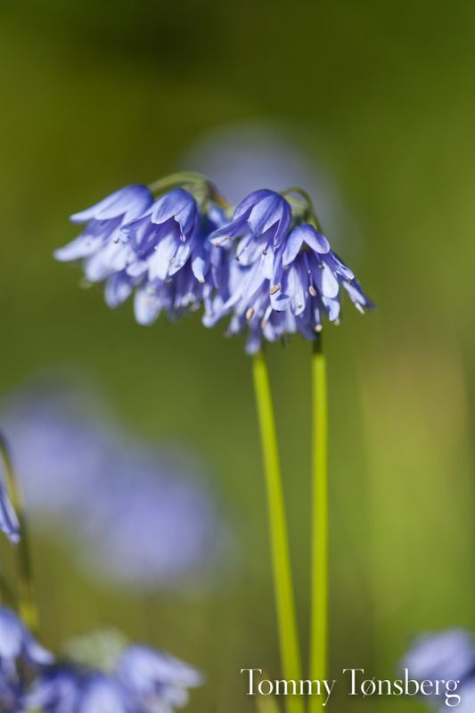 Allium beesianum - 1 stk 