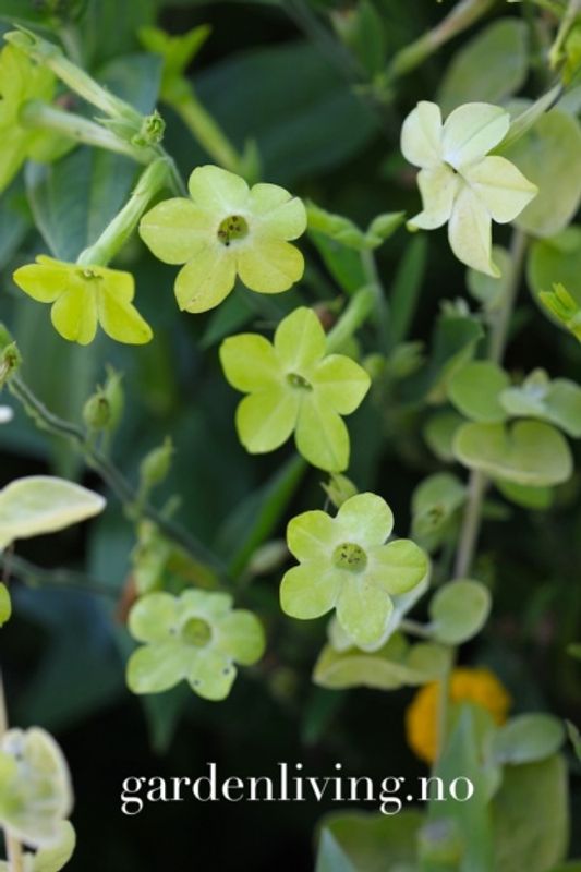 Prydtobakk 'Lime Green' x Nicotiana sanderae