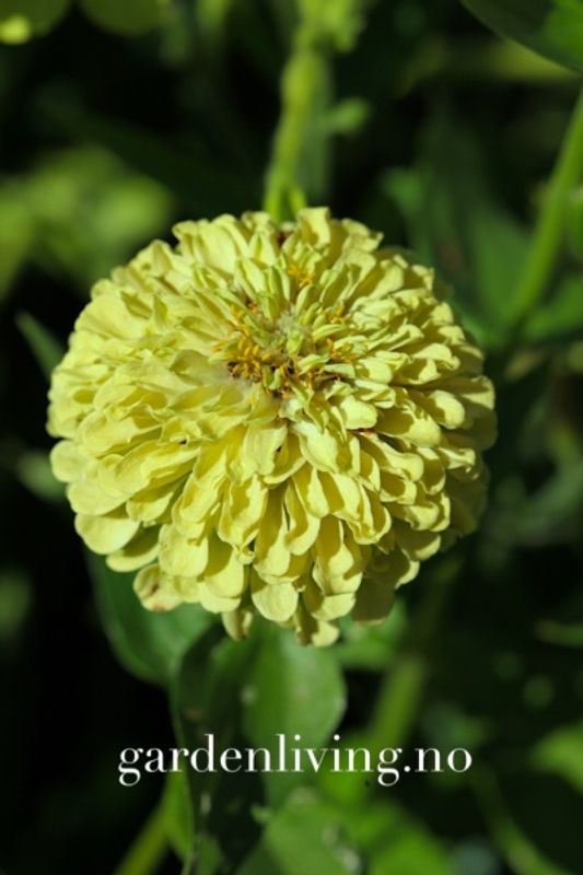 Sinnia 'Envy' - Zinnia elegans