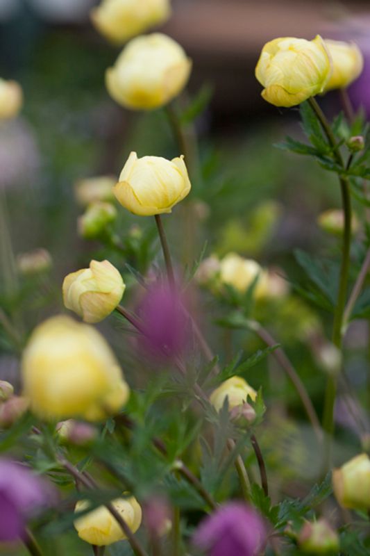 Ballblom ’Alabaster’ - Trollius x cultorum