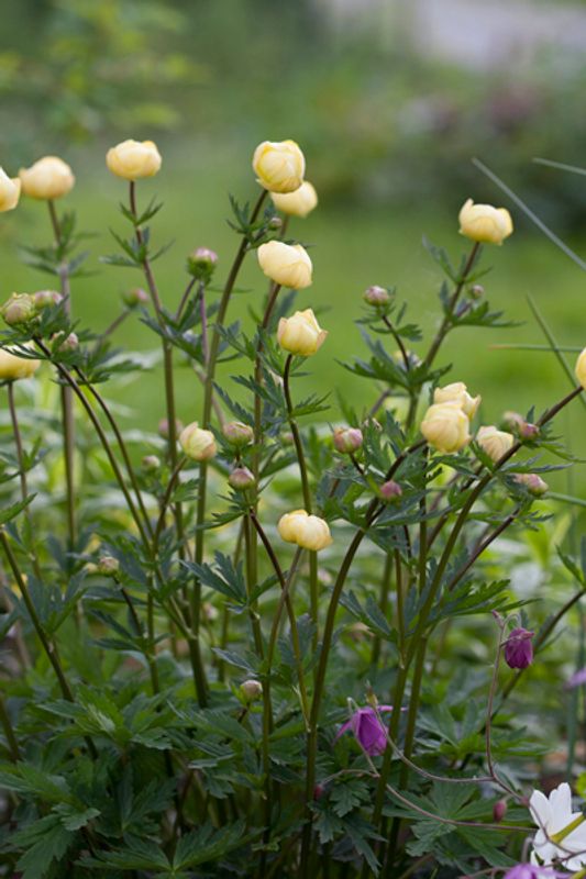 Ballblom ’Alabaster’ - Trollius x cultorum