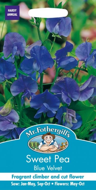 Blomsterert 'Blue Velvet' - Lathyrus odoratus 