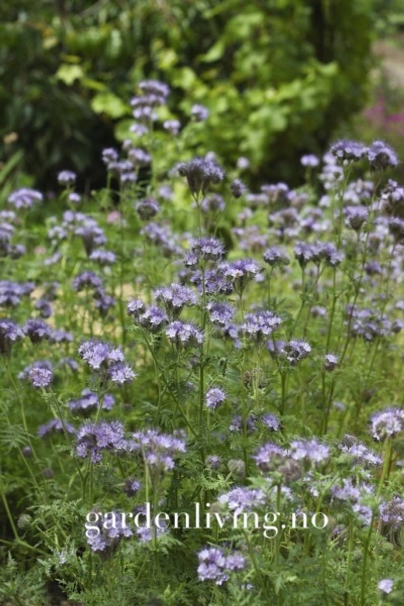 Honningurt - Phacelia tanacetifolia - Oganic